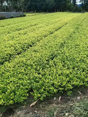 天龙山区山体绿化工程