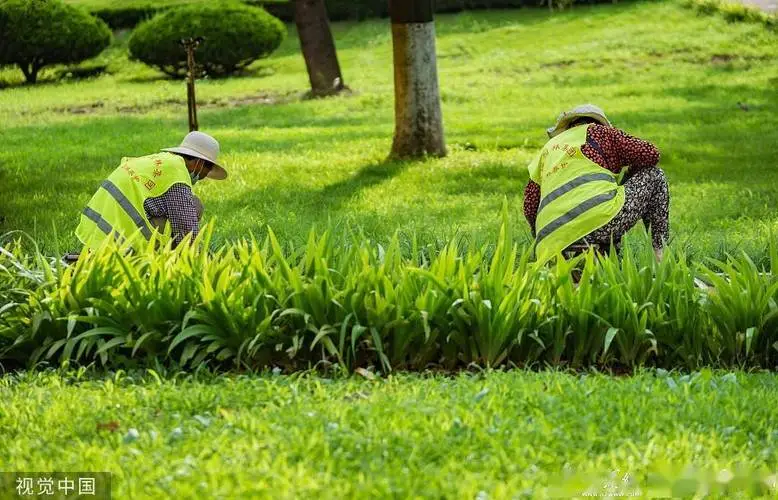 临沧绿化草皮基地